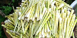 8868体育食品又深入云南山区采购秋季竹笋——罗汉笋原料