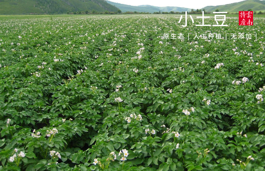 8868体育小土豆休闲食品